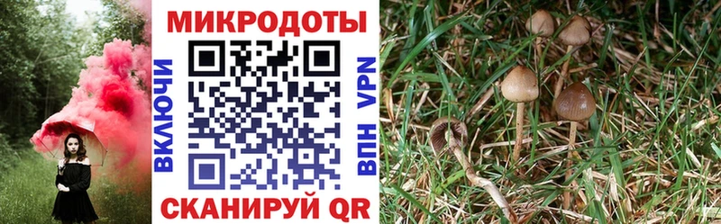 Псилоцибиновые грибы мицелий  Тырныауз 